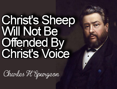 christs-sheep-spurgeon