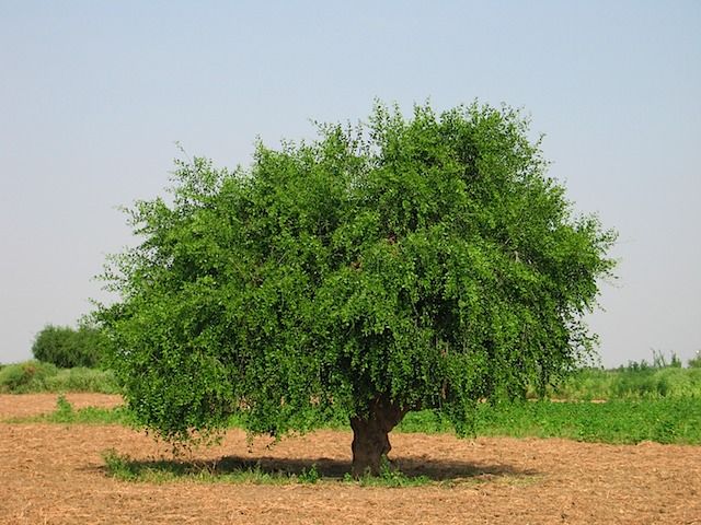 Mustard Tree Study Through The Word   Mustard Tree 